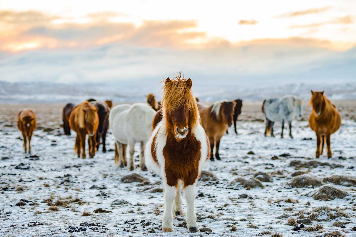 A herd of Icelandic horses stands on a snowy field with a backdrop of a hazy sunrise and distant mountains. The horse in the foreground has a striking chestnut and white coat with a windswept mane.