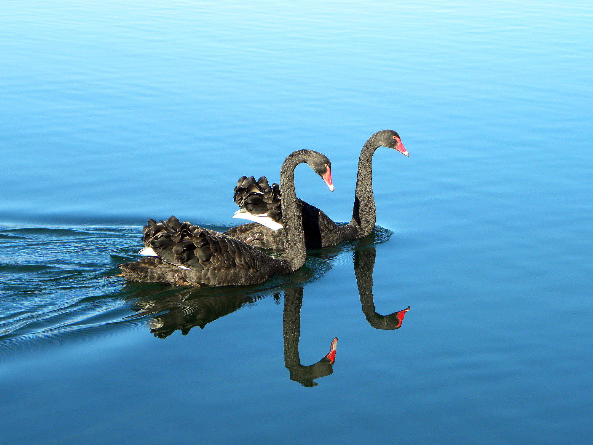 Swans at Nelson Lakes National Park in New Zealand
