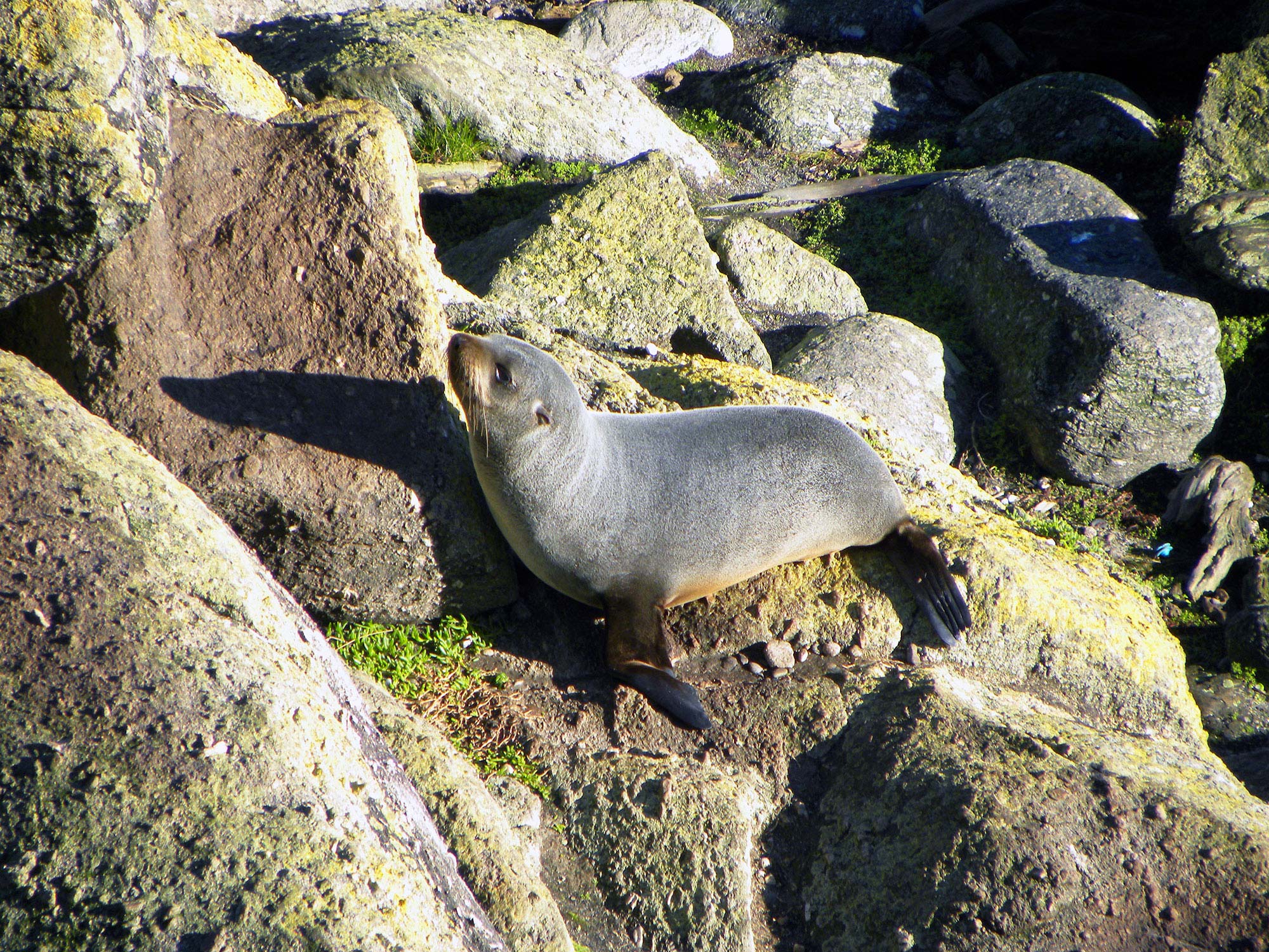 Touranga Bay seal pup on New Zealand's South Island