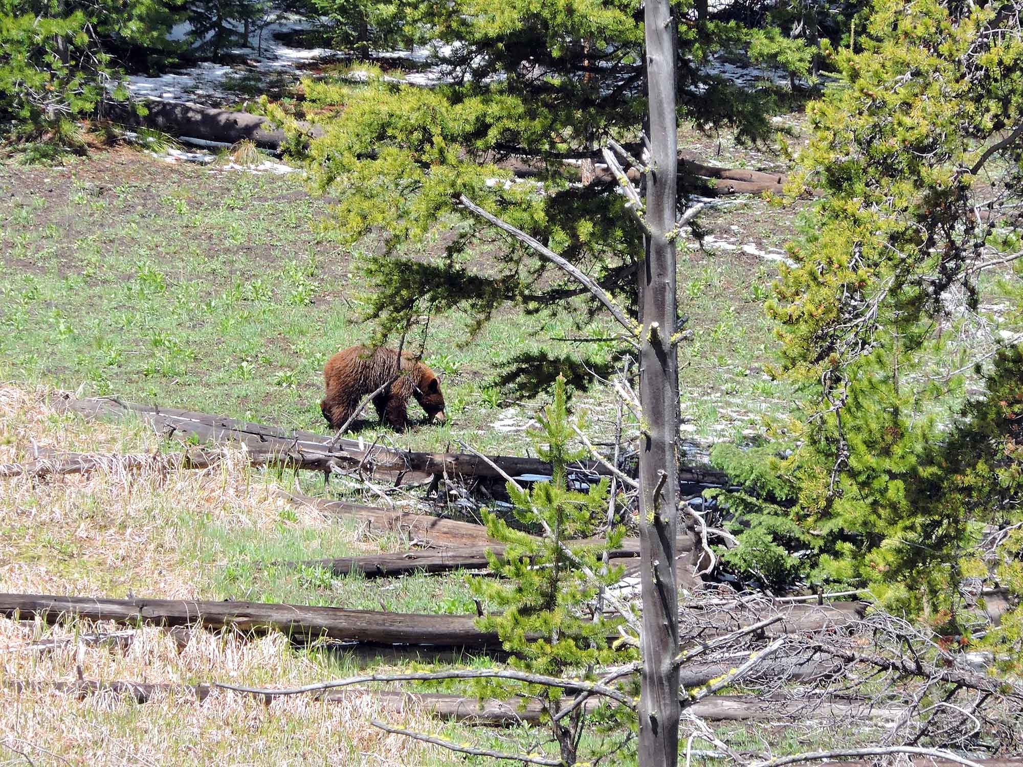 Bear sighting in Yellowstone National Park