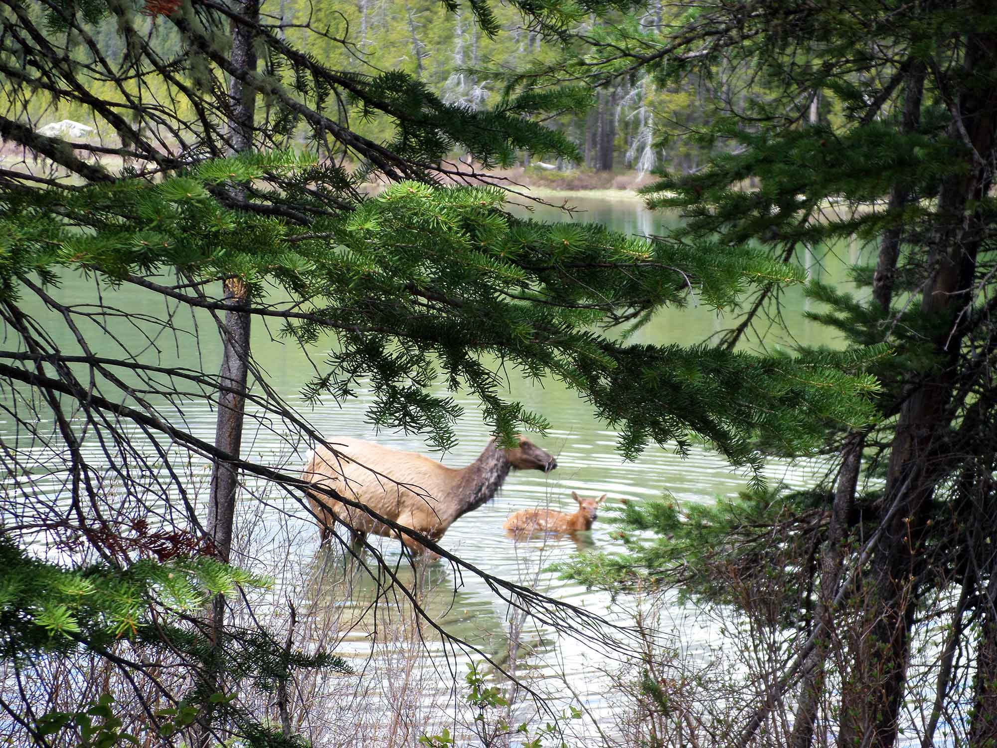 Elk encounter on String Lake