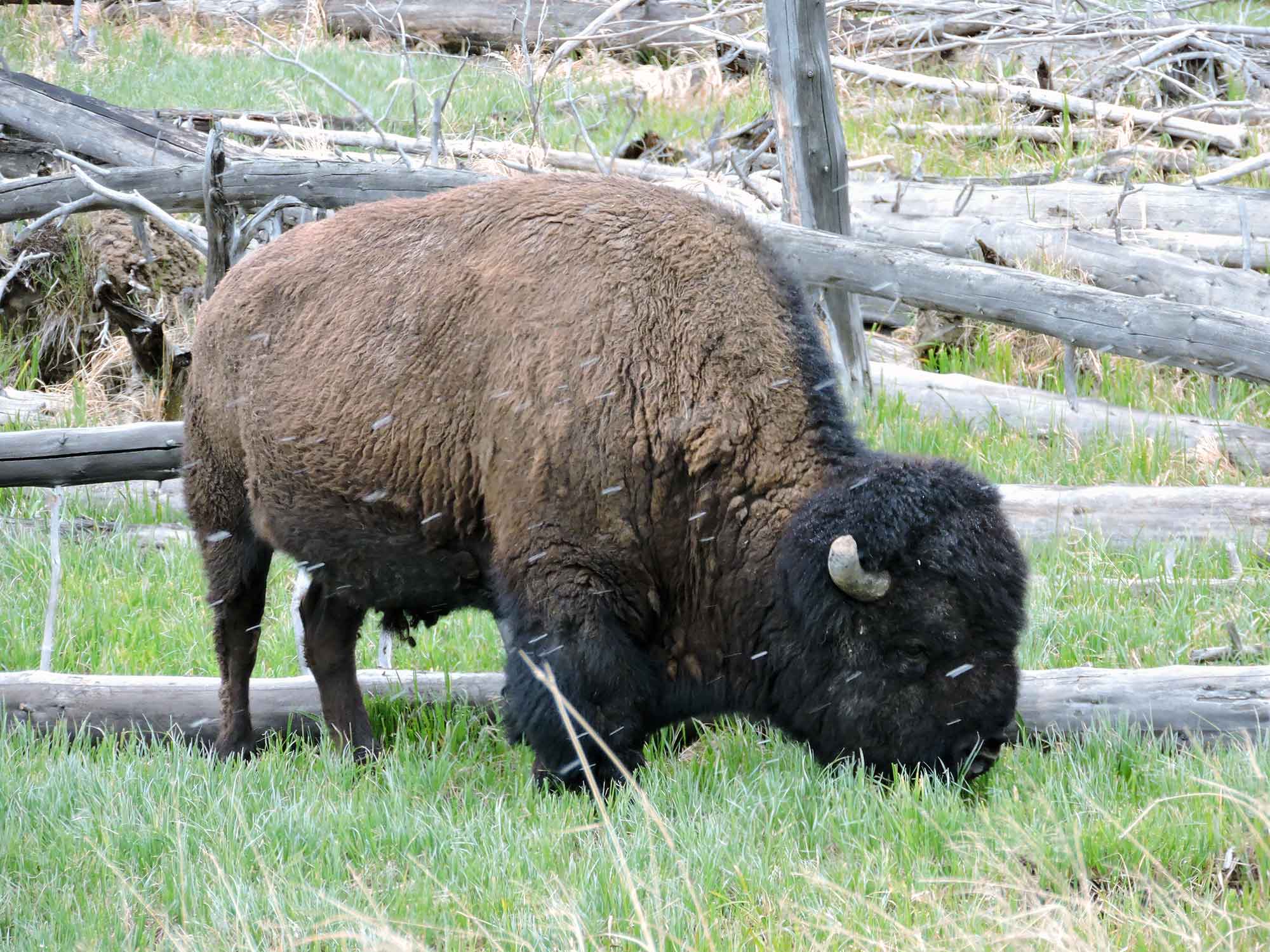 Bison in Yellowstone National Park