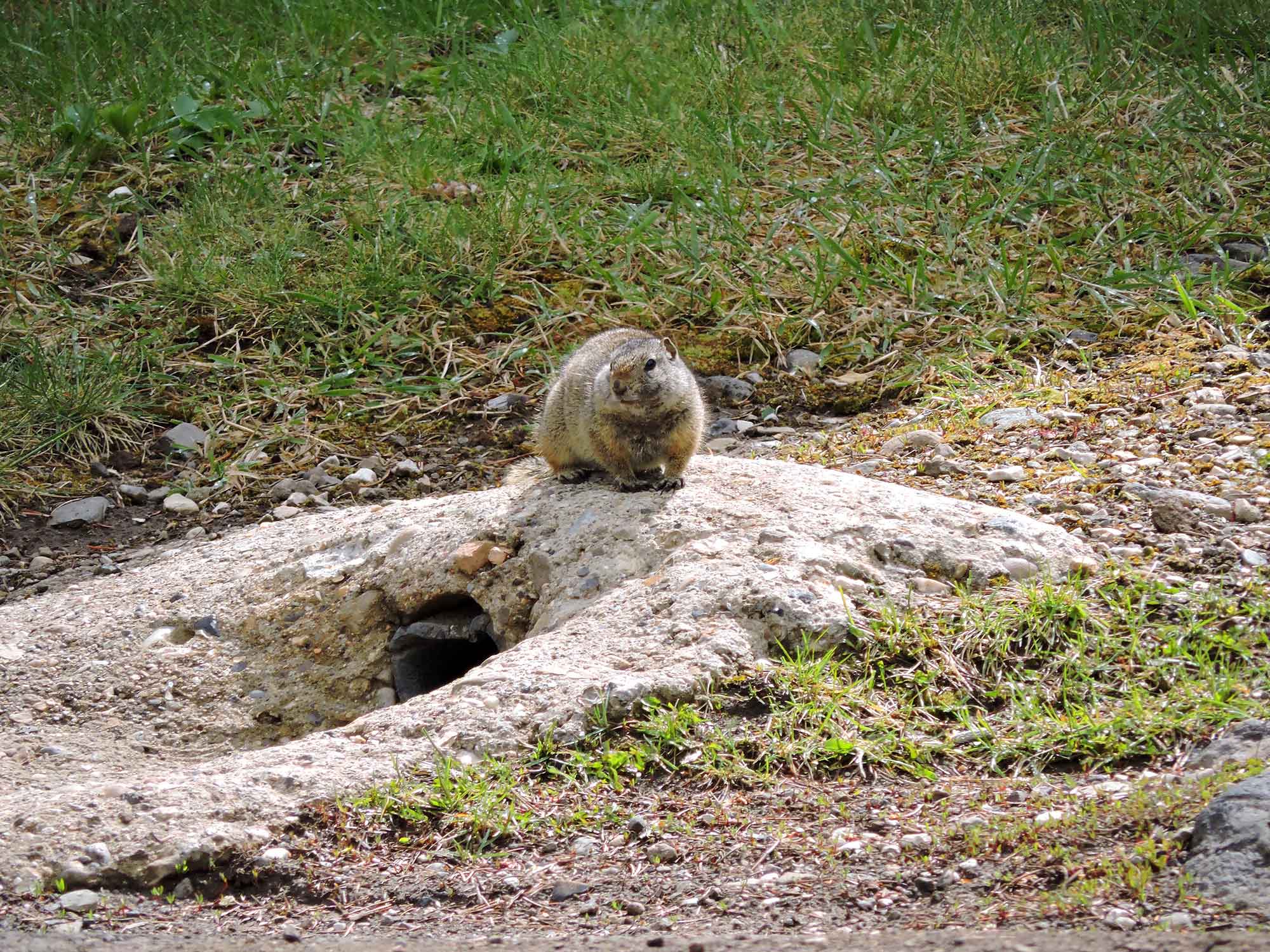 Ground squirrel in Yellowstone National Park