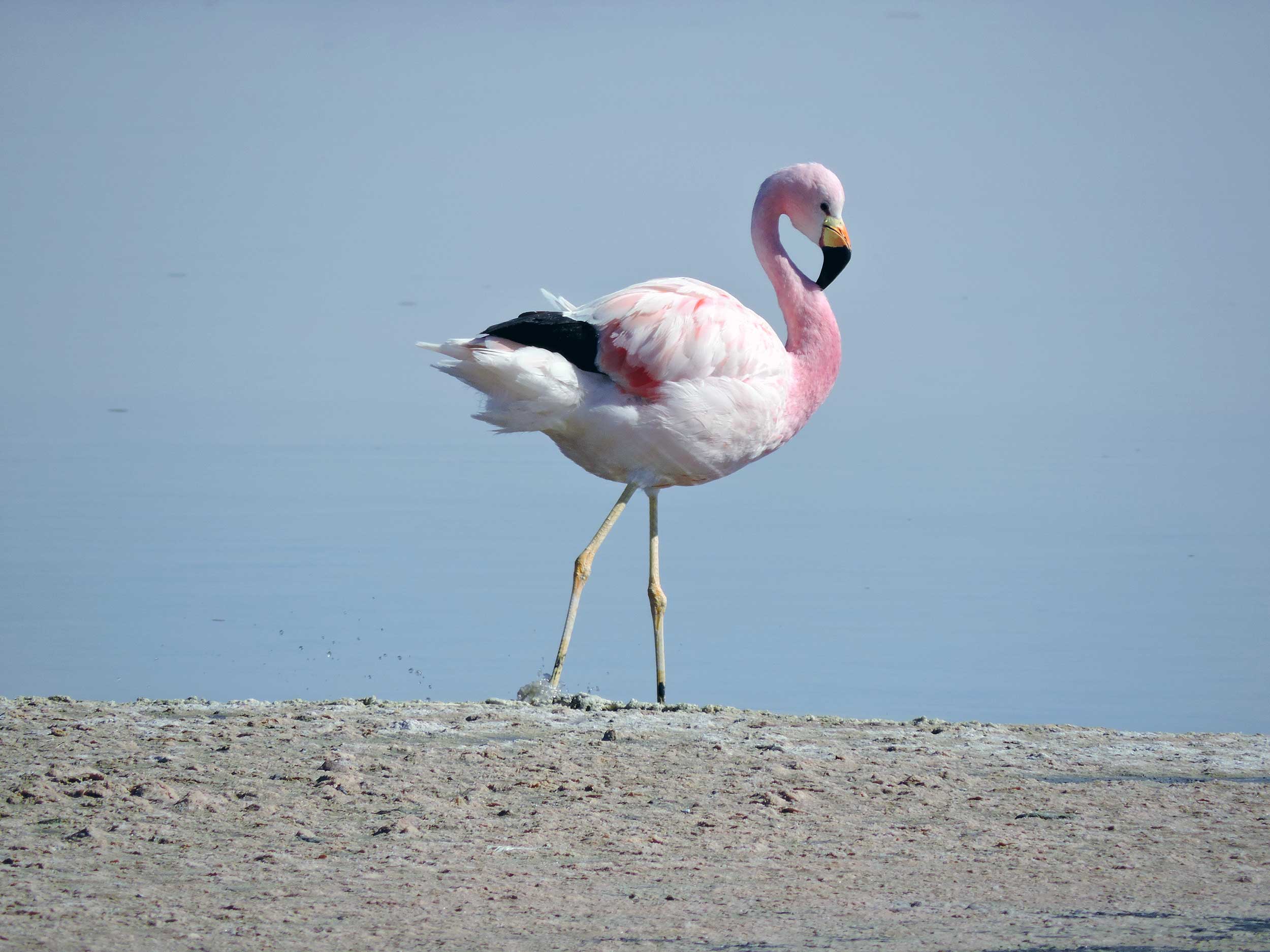 Atacama salt flats