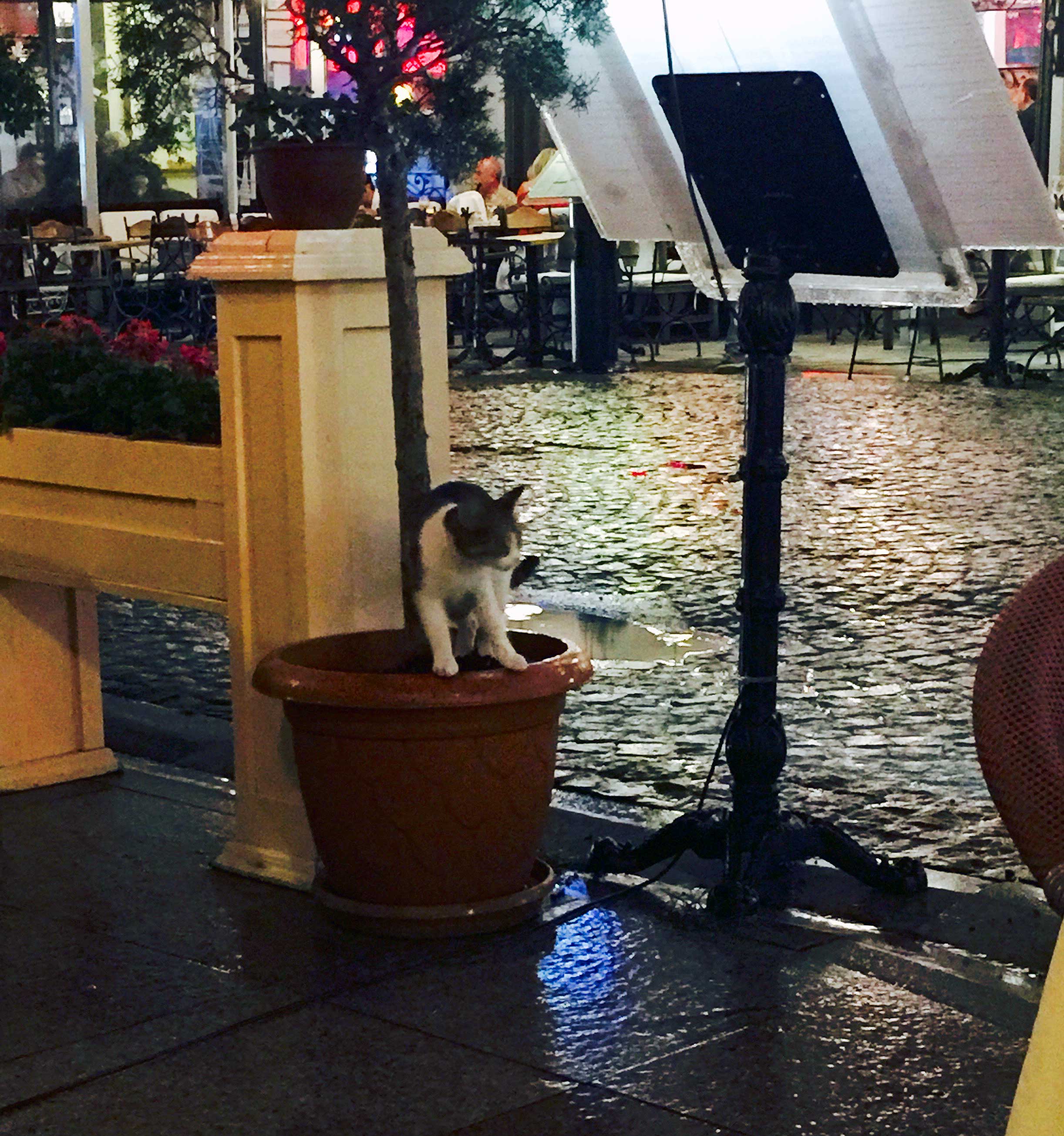 Aforementioned kitty peeing in plant at dinner