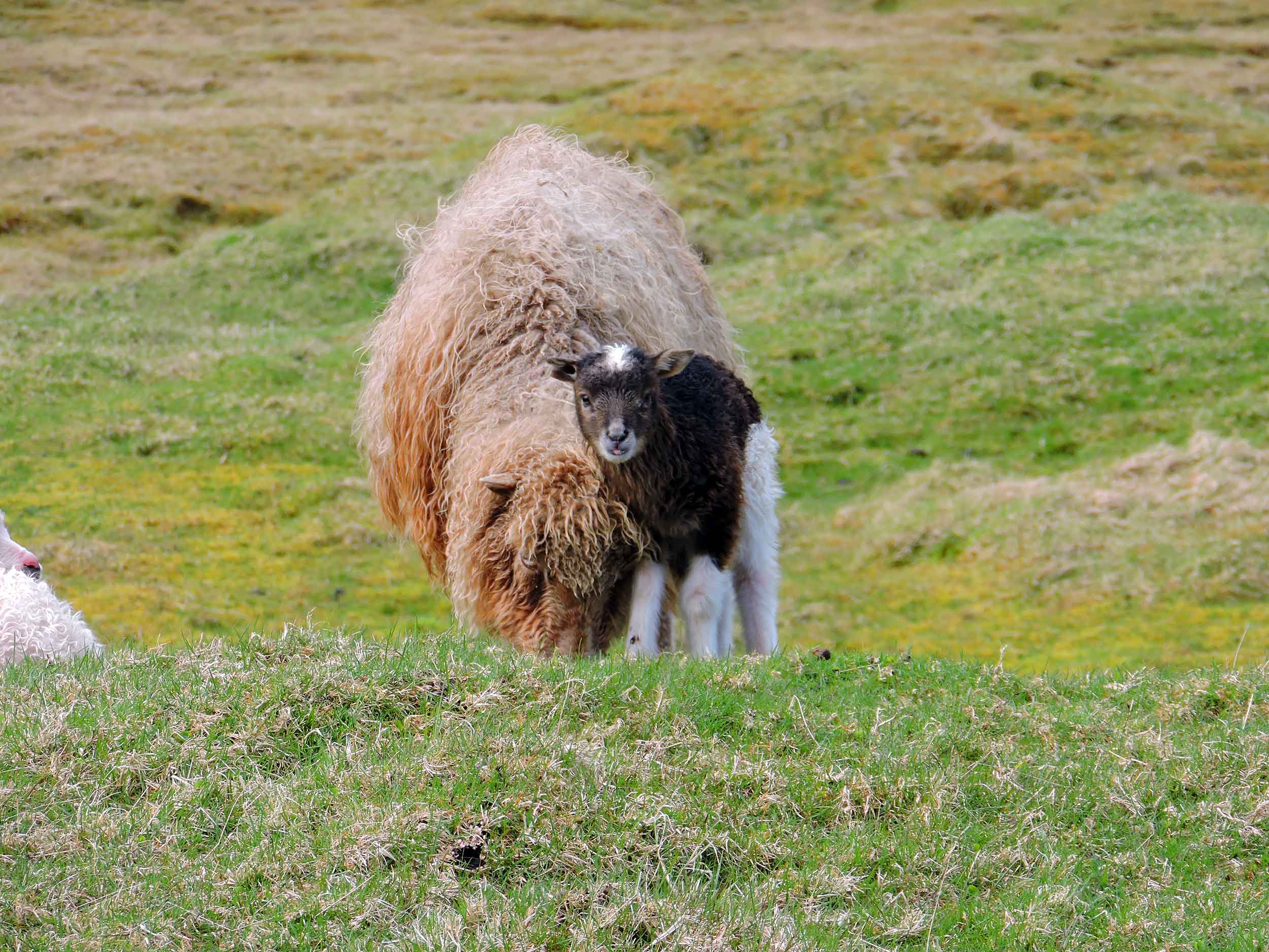 faroese momma sheep and lamb