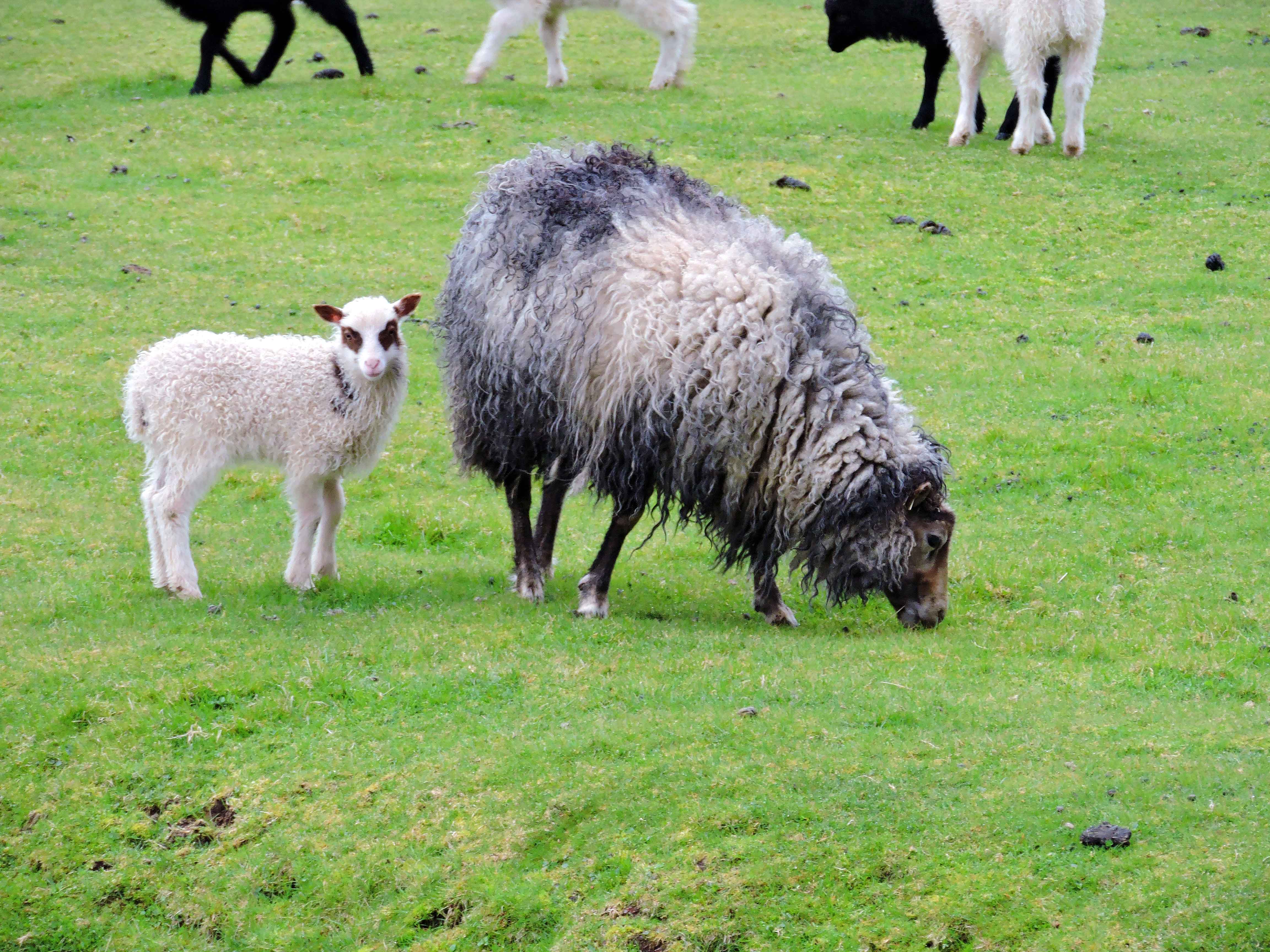 baby sheep in the faroe islands