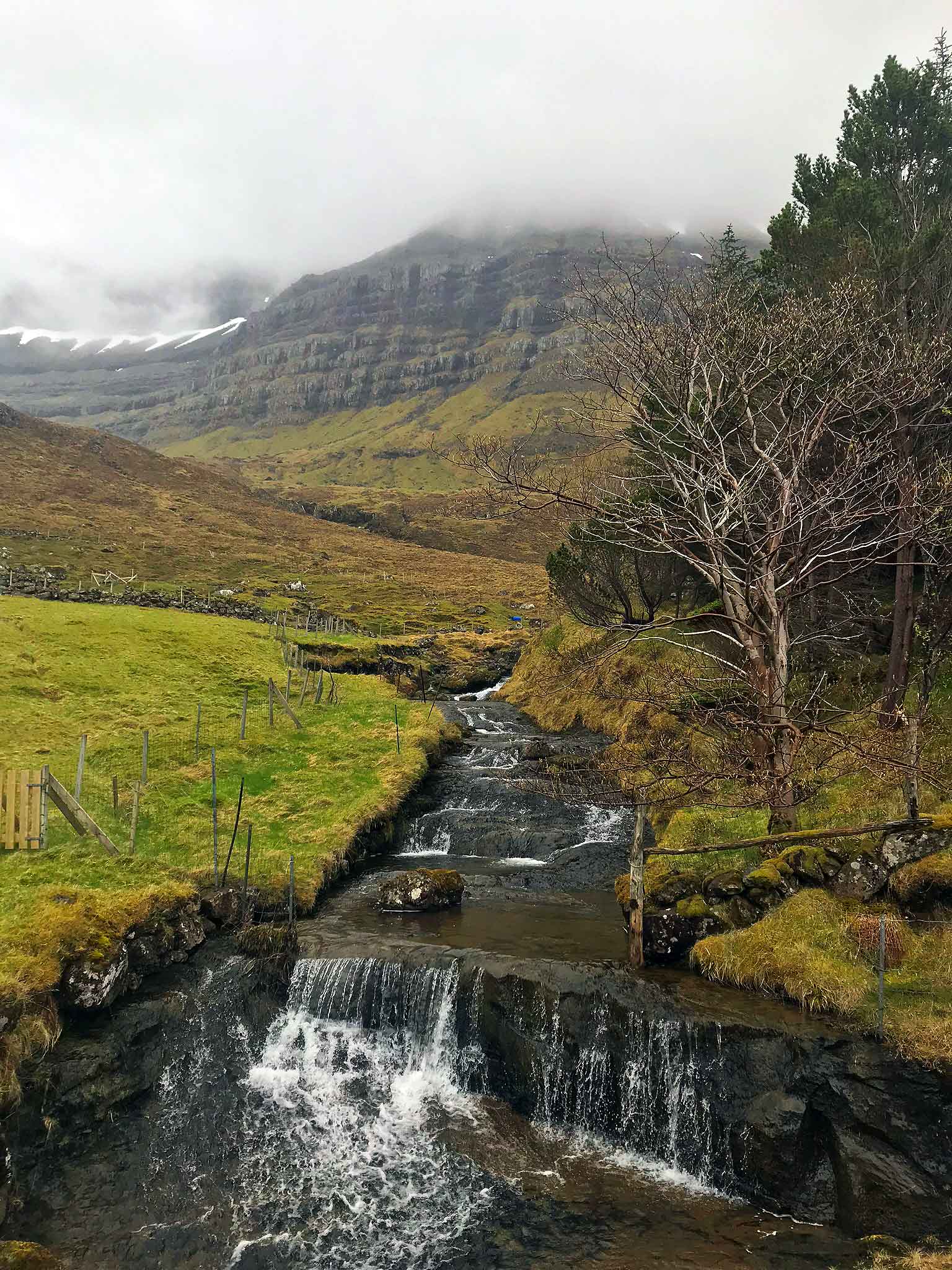 restoration forest in the faroe islands