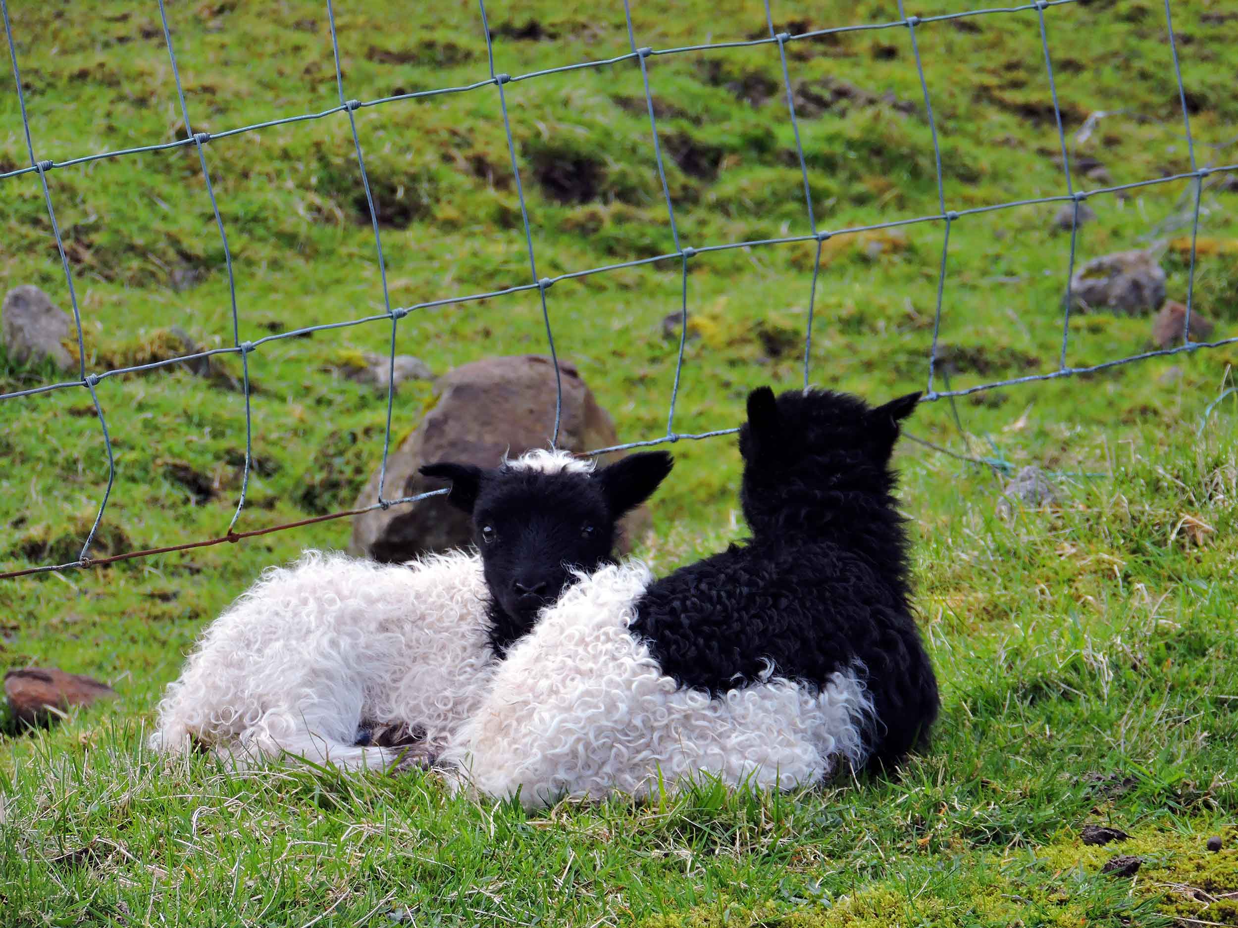 faroese spring lambs