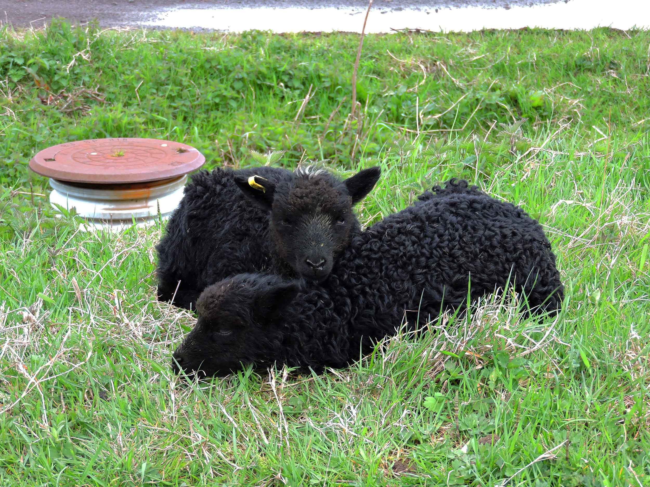 two lambs in the faroe islands
