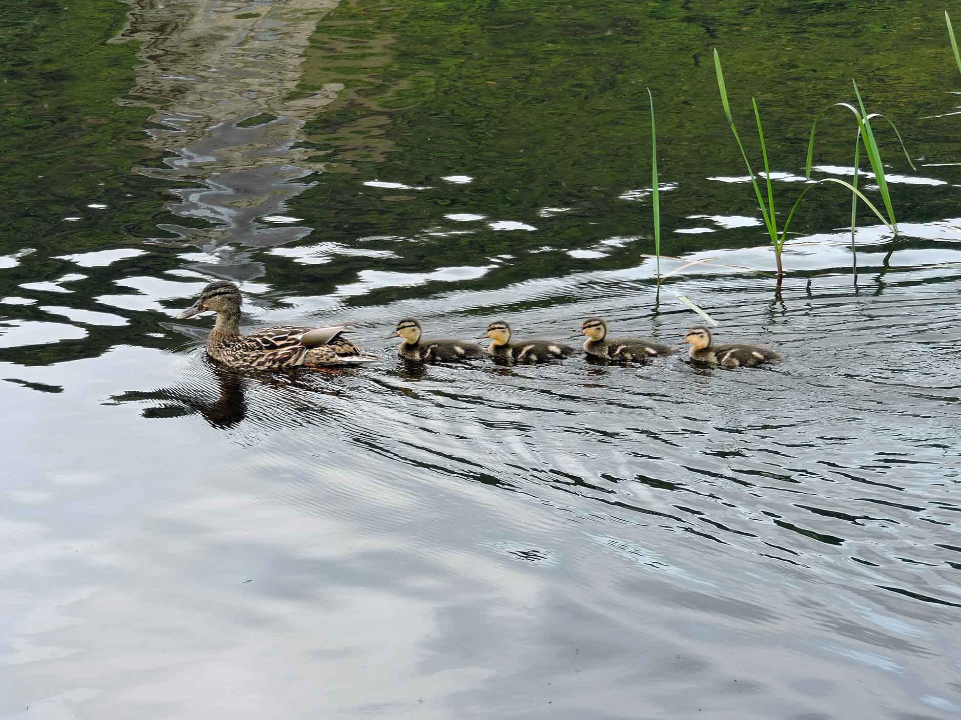 ducks on lake menteith in scotland