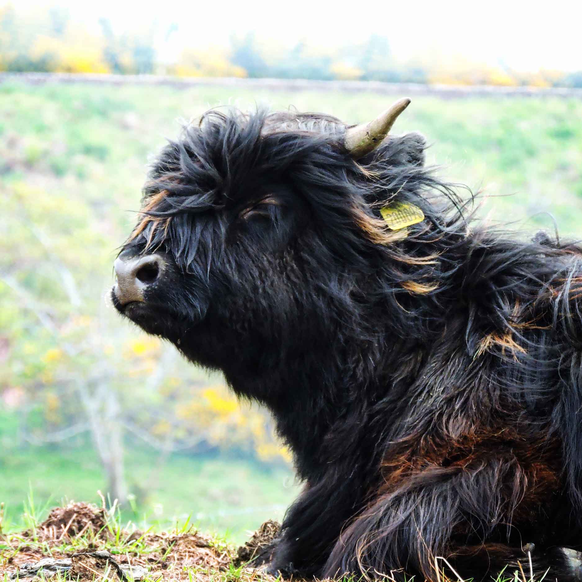 highland cow portrait