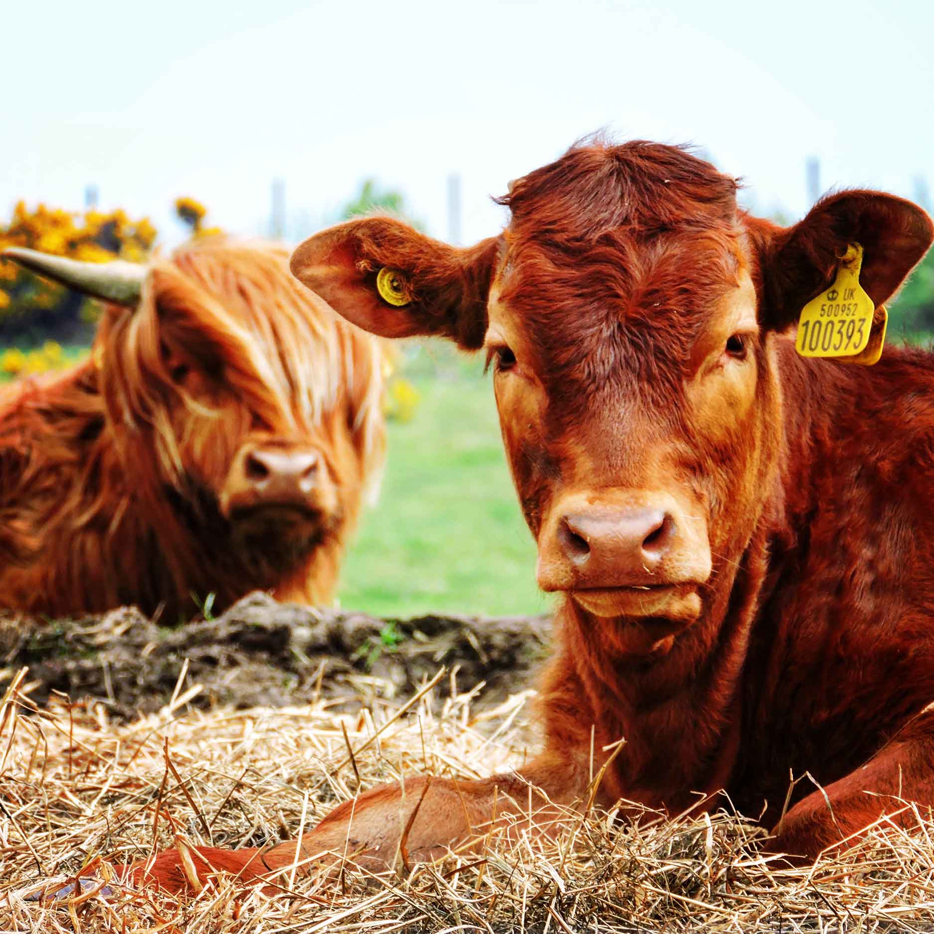 highland cow portrait