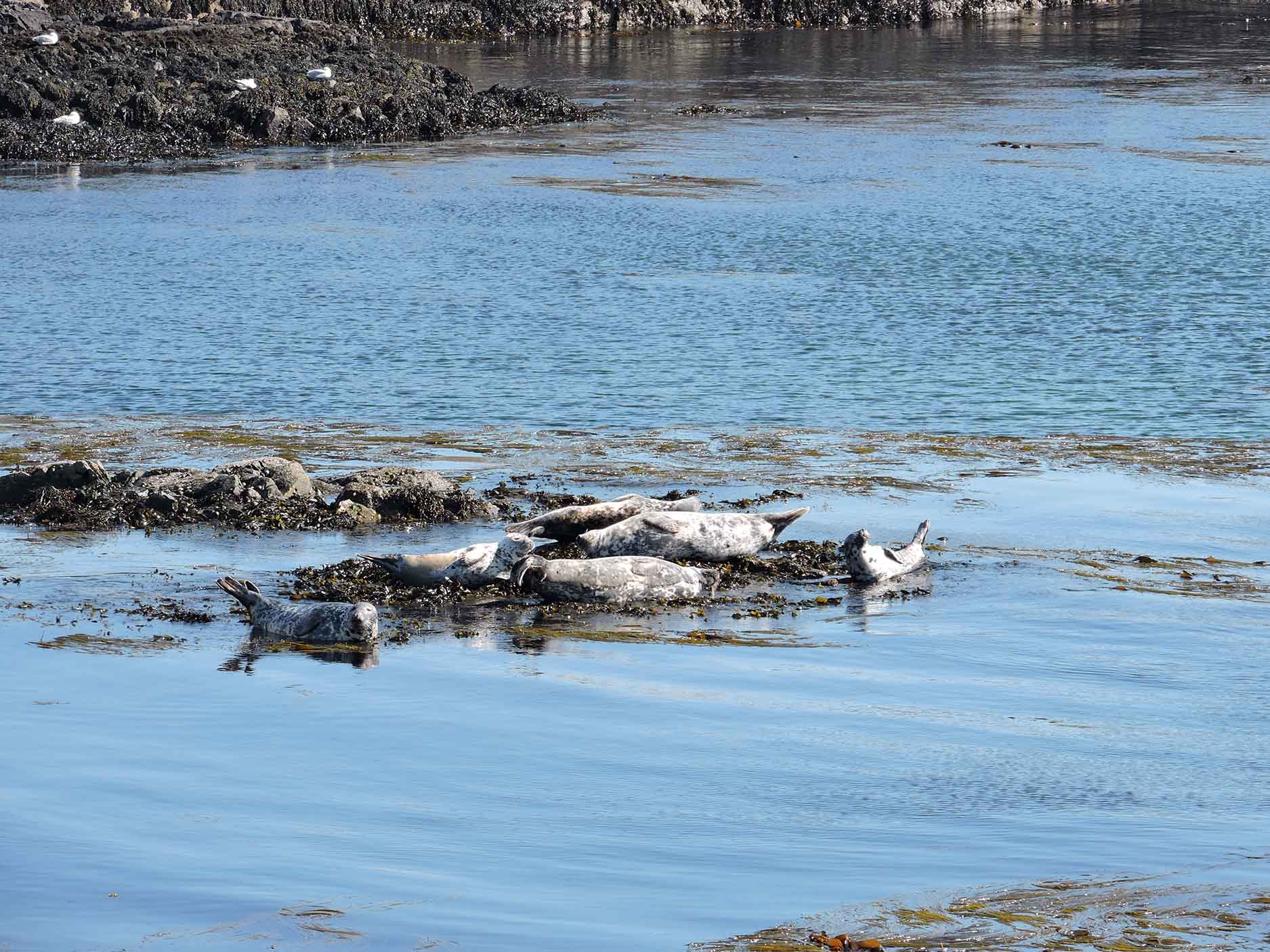 portnahaven seals in islay scotland
