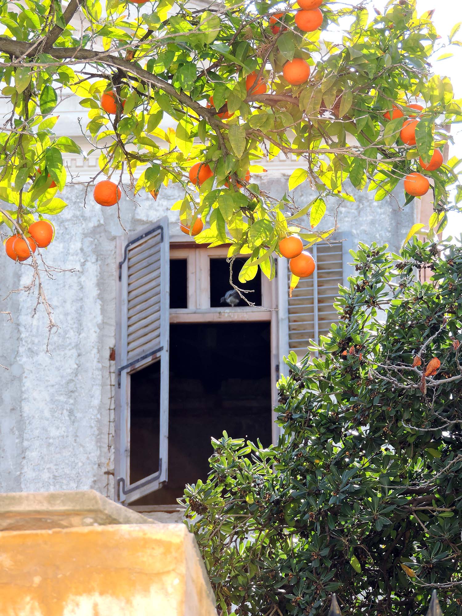 Window and oranges in downtown Athens