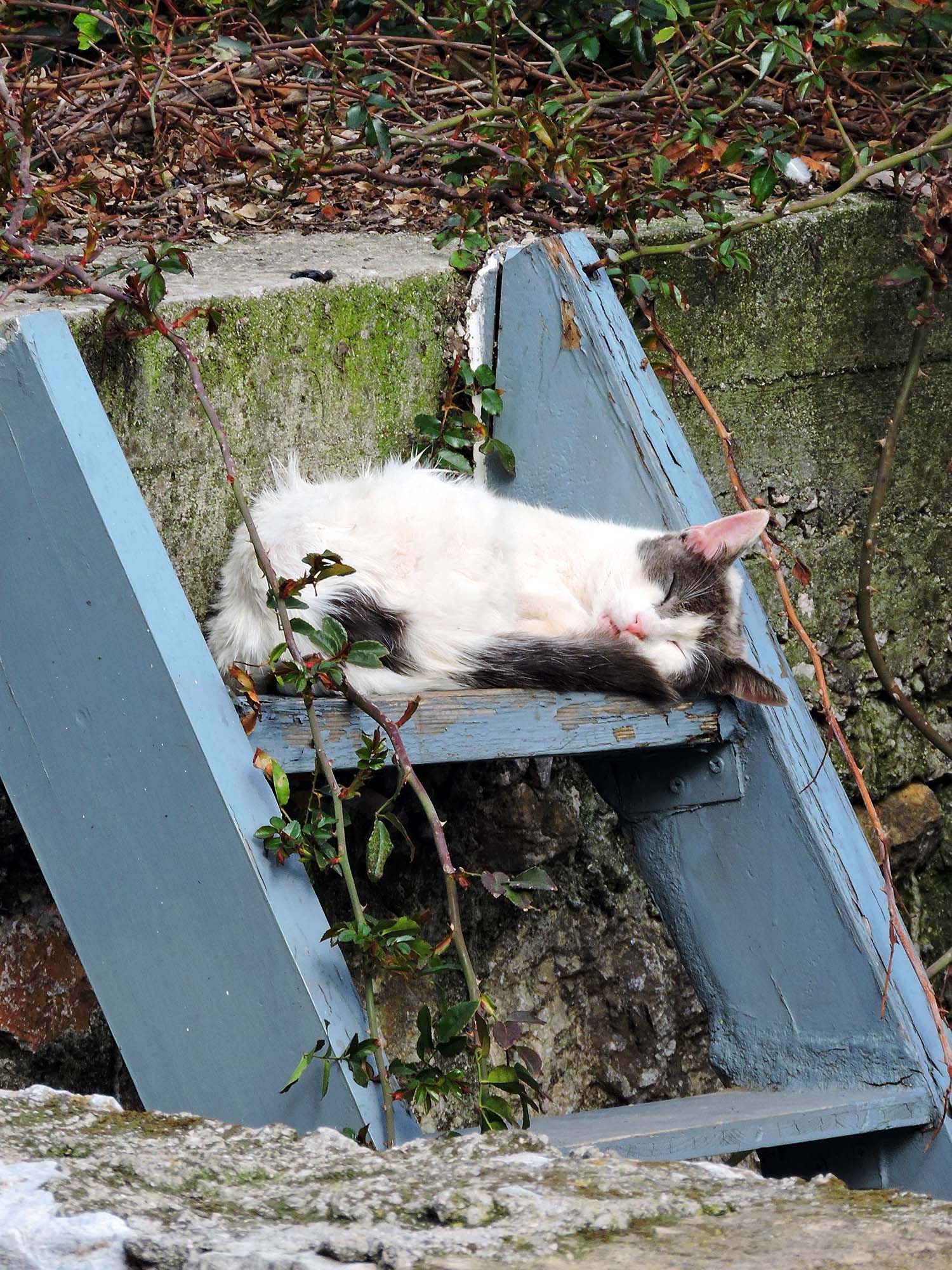 Sleeping kitty in Anafiótika, Athens