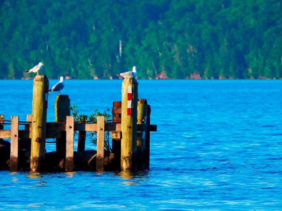 Seagulls on Lake Superior