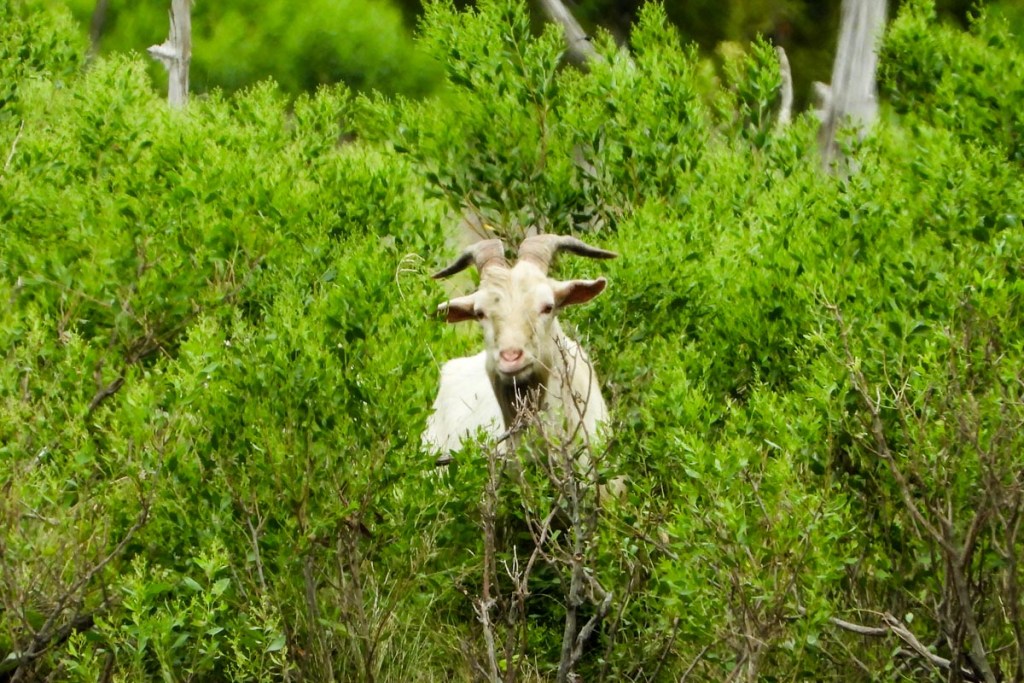 A white goat with large, curved horns is partially hidden among lush green bushes. The goat's head and horns are prominently visible, contrasting with the dense foliage that surrounds it.