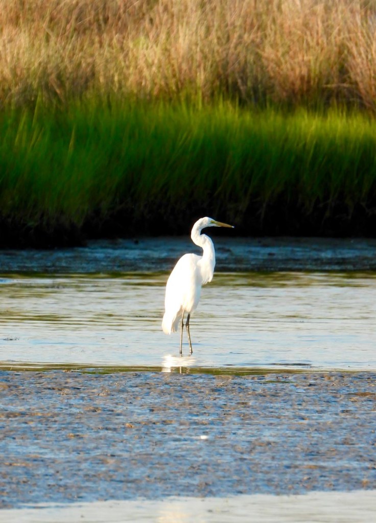 A white egret stands alone in the shallow waters of a marsh, with tall green and brown grasses in the background. The bird's poised stance and the calm water create a tranquil and natural scene.