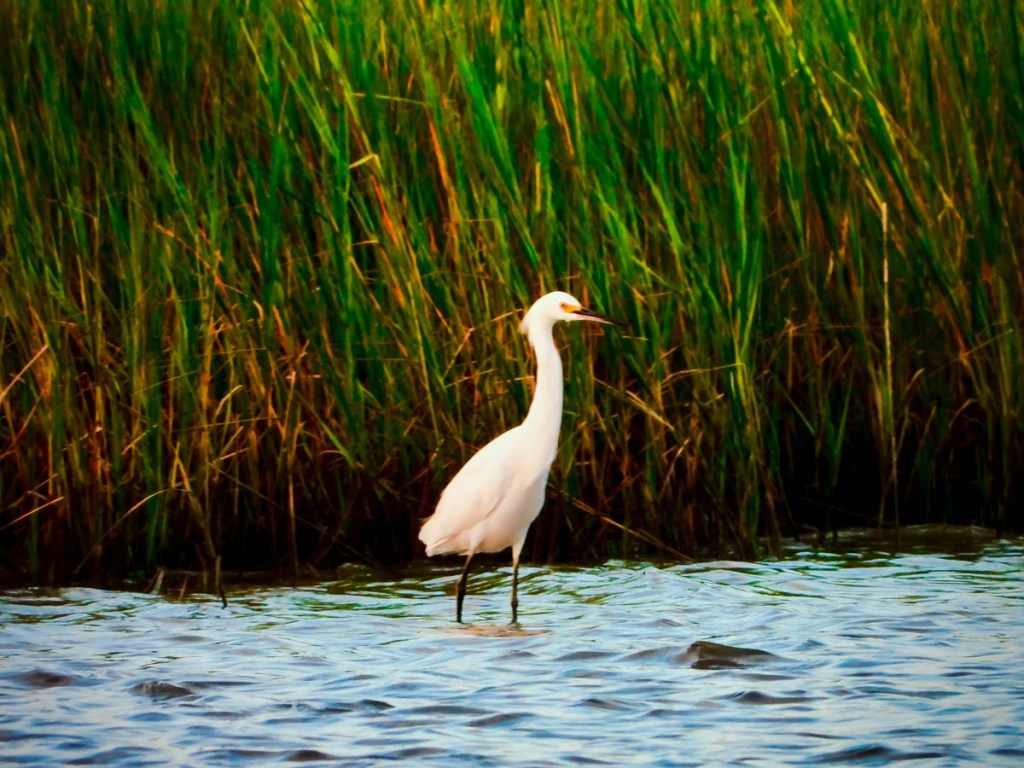 A white egret stands gracefully in shallow water, surrounded by tall, vibrant green marsh grass. The bird's reflection shimmers on the water's surface, adding to the serene and natural ambiance of the scene.