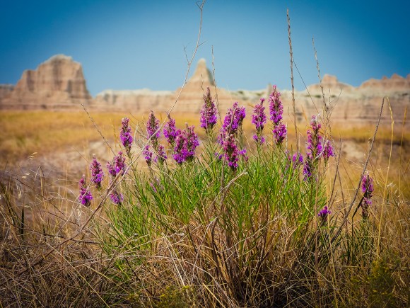 Badlands flora
