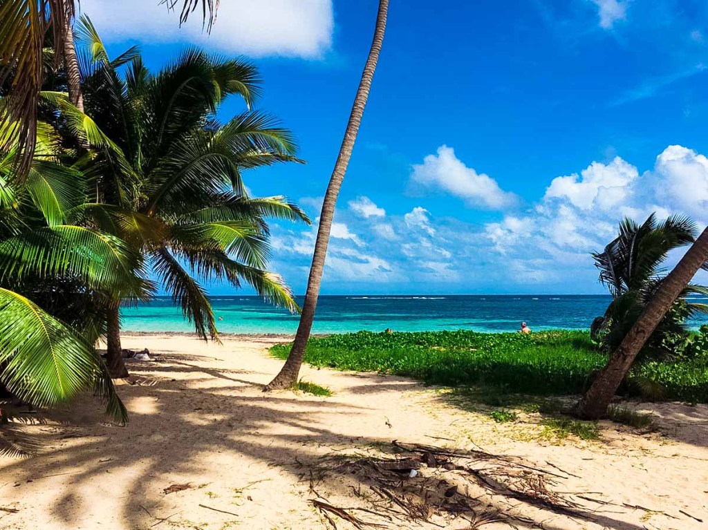 Palm trees in Martinique