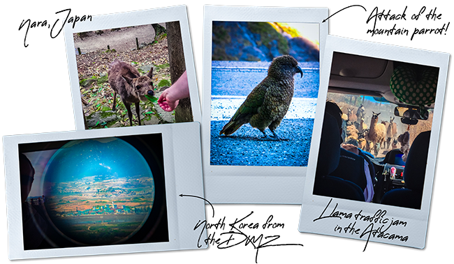 Collage of a second set of About Me Polaroids splashed around featuring animals and landscapes in different countries