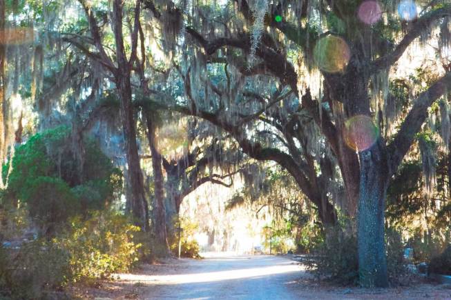 Bonaventure Cemetery trees with lens flare