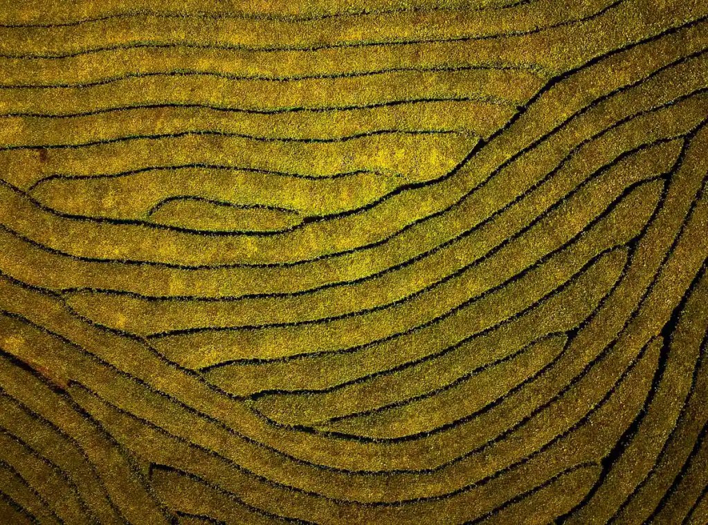 things to do in azores, gorreana tea fields