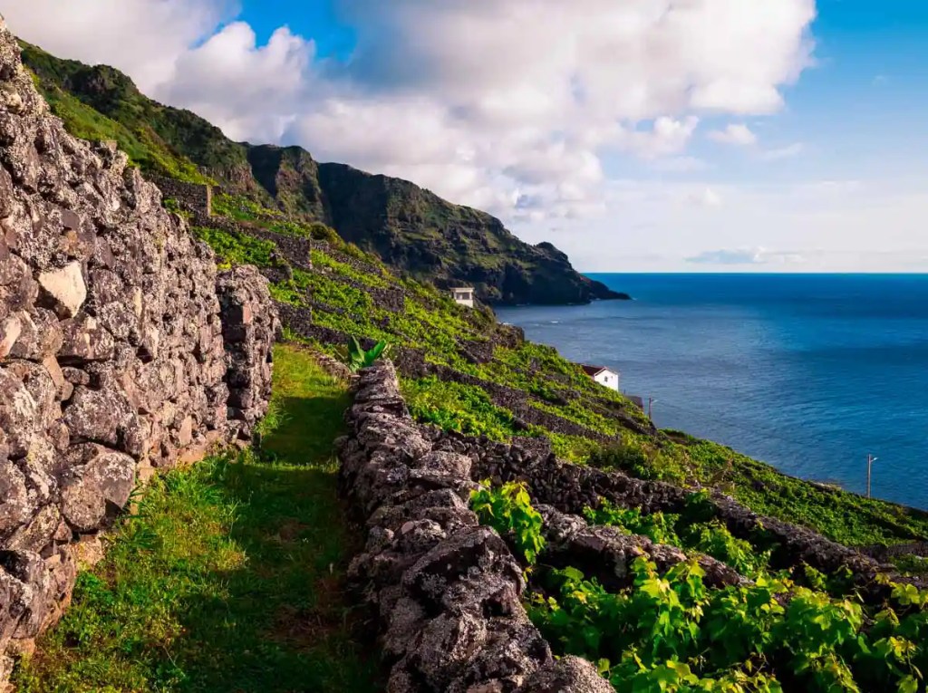 praia formosa vineyards