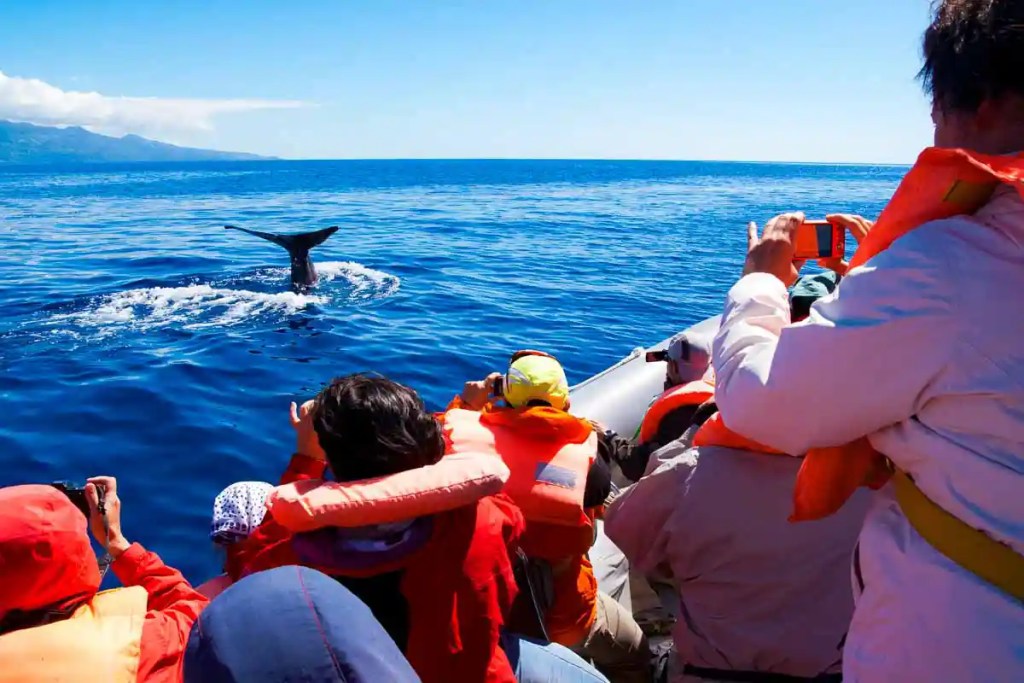 whale watching in the azores