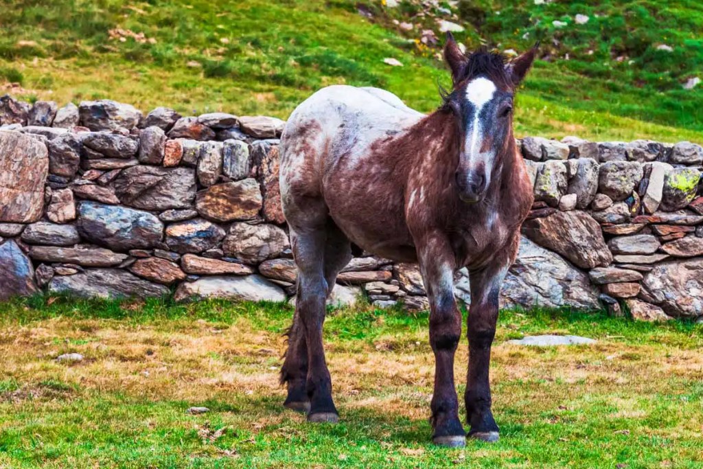things to do in andorra horseback riding