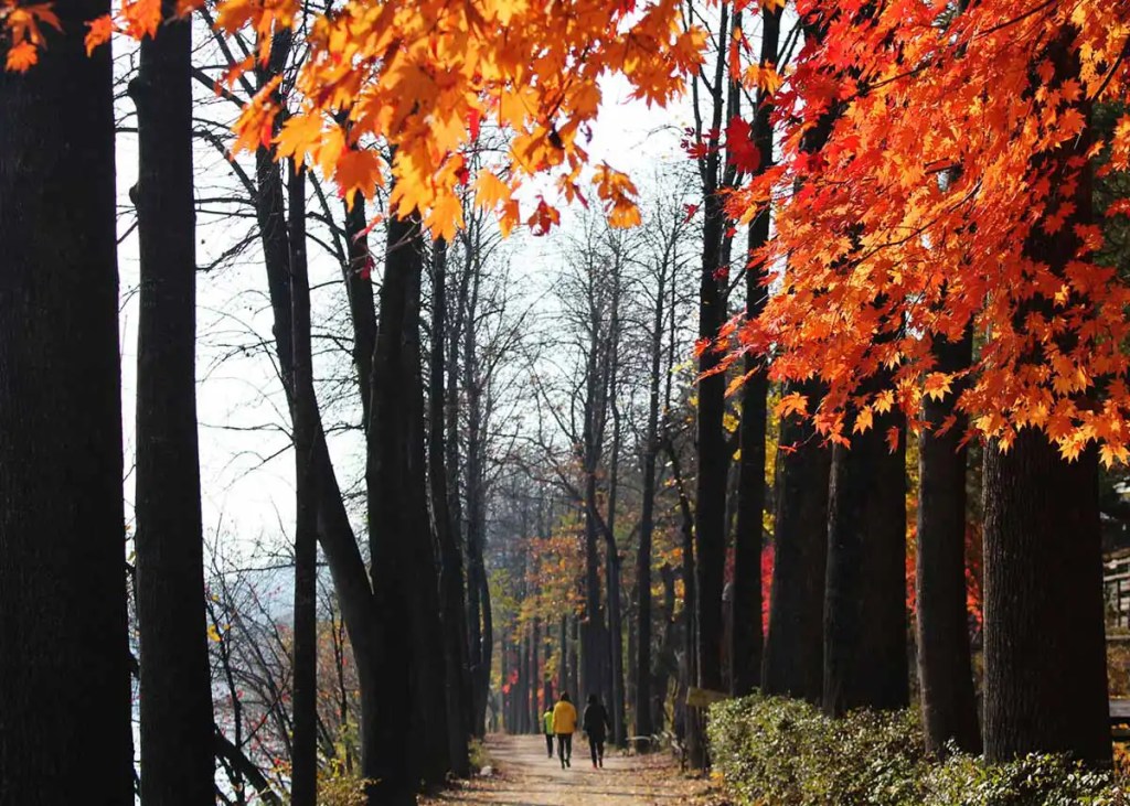 day trips from seoul nami island