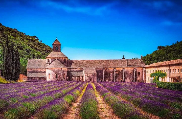 Things to do in Avignon, lavender fields
