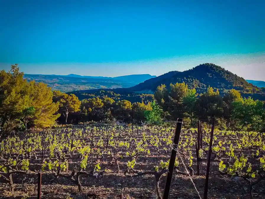 Things to do in Avignon, wine