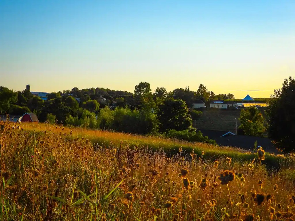 This image captures a peaceful rural landscape at sunset, with golden light illuminating a field of tall grasses and wildflowers in the foreground. In the distance, trees and buildings, including a barn and a structure labeled "Winery," sit against a soft yellow and blue sky. The scene exudes warmth and tranquility, evoking the charm of the countryside in the evening light.